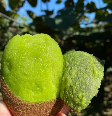 碧玉果中王,浓浓眉县情.太白山下猕猴桃,酸甜刚刚好