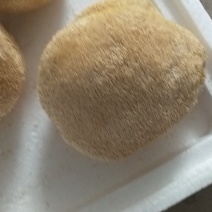 新货猴头菇煲汤养胃食用菌