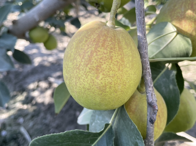 成熟香梨特写照片