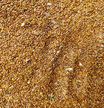 夏枯球种子,子饱干净无杂