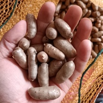 山药豆，小白嘴山药豆糖葫芦专用豆，大量有货，有需要联系