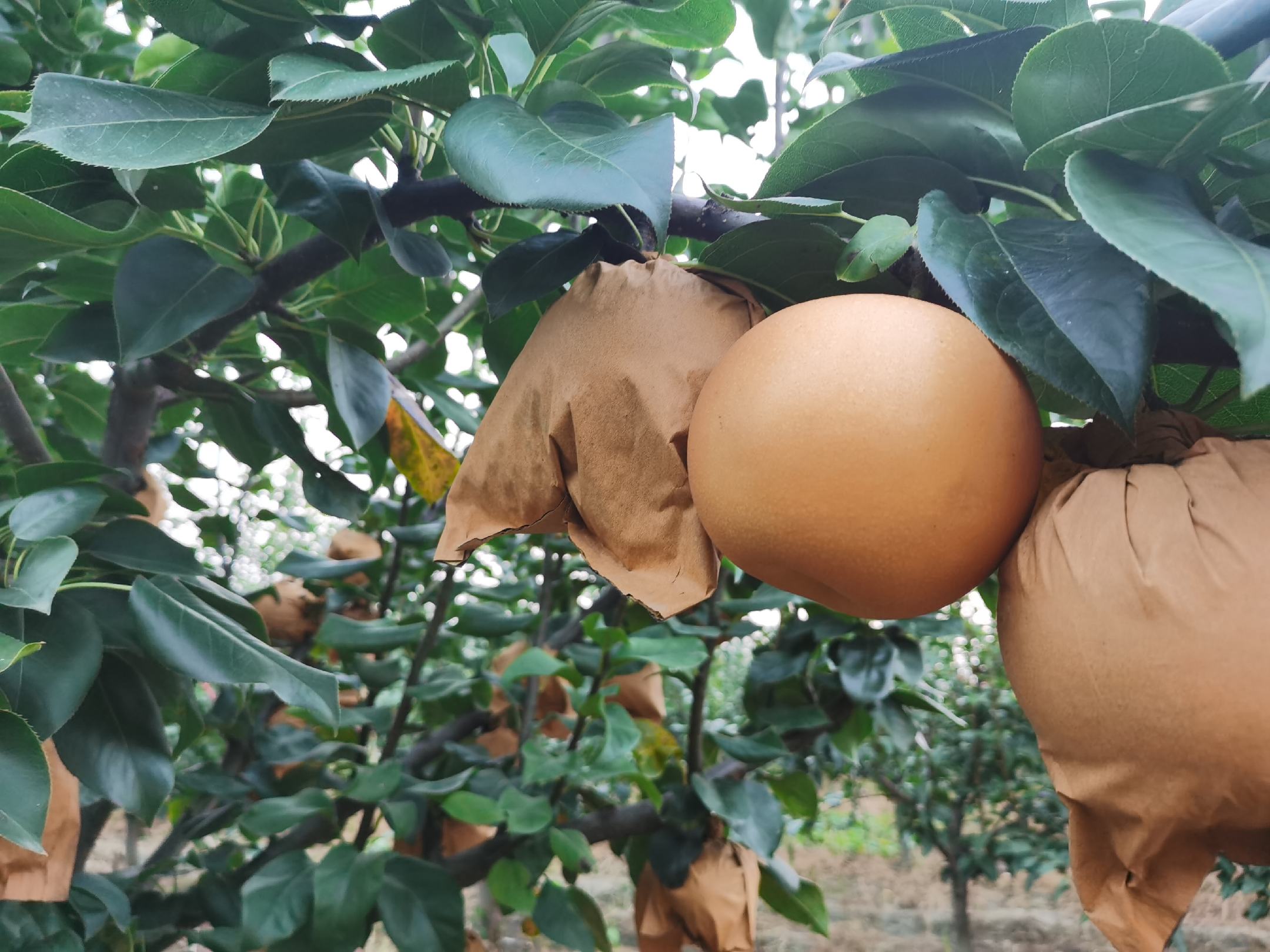 秋月梨果园实景图