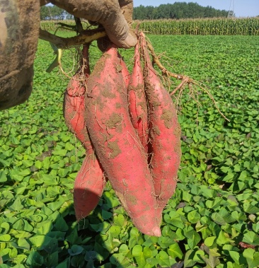 彰武明水地瓜九月中旬大量出售