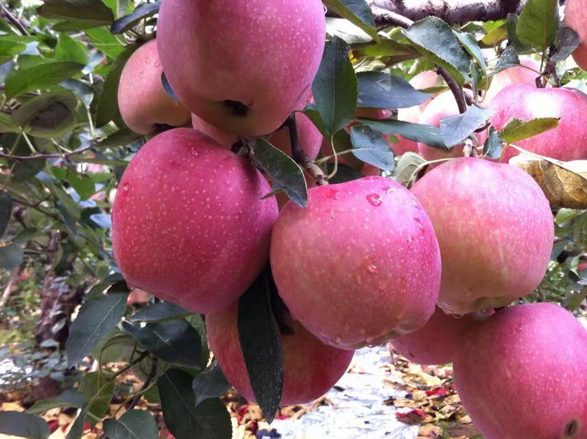 美国红星苹果特写