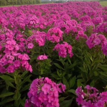 福禄考种子四季播种鲜花花海道路室内阳台盆栽易种植