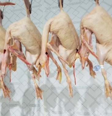 [麻鸭批发]白条鸭子 木鸭 白鸭 麻鸭 青头鸭 新鲜 卫生价格4.