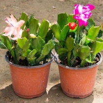 蟹爪兰盆栽带花苞带盆多色花苗绿植物室内四季开花卉
