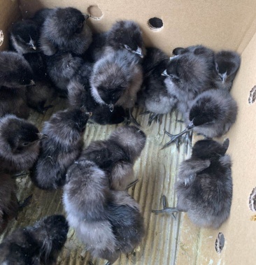 广西南宁五黑鸡苗.