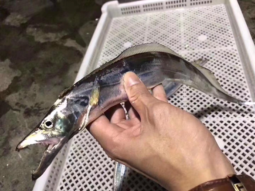 带鱼新鲜度检测