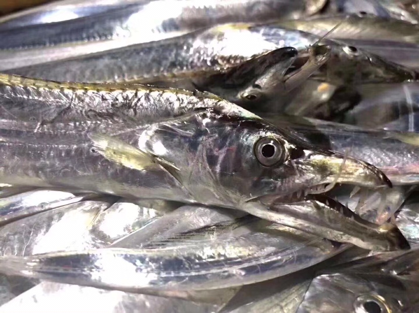 带鱼表面的银色鱼鳞特写,展示其细腻质地与光泽 带鱼表面的银色鱼鳞特写