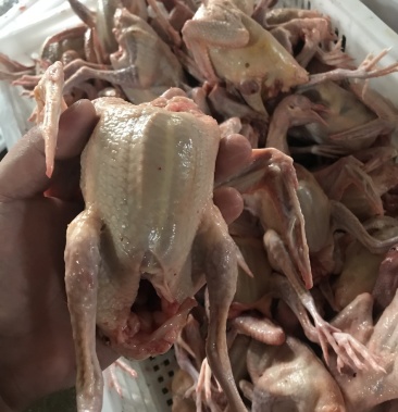 [乳鸽批发]乳鸽稳定批发价格9.50元/个 - 一亩田