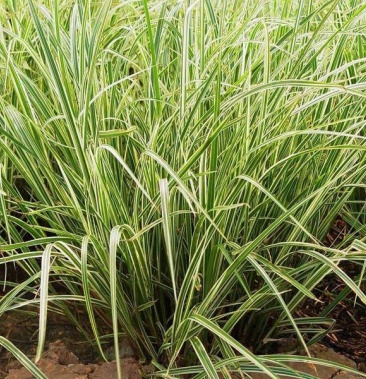 花叶芒种子草京芒草京羽茅细叶笀花叶芒草草本植物庭院园林