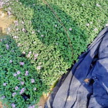 五色梅福建龙岩种植批发基地欢迎新老客户来实地考察