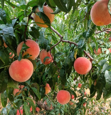 [蜜桃批发]盘道沟晚蜜桃价格3.00元/斤 - 一亩田