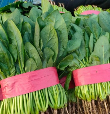 河北省邯郸本地菠菜大量上市保证质量
