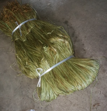 四川,大竹县,优质苎麻