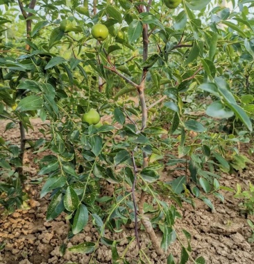 蟠枣苗嫁接苗,嫁接当年都有结果的