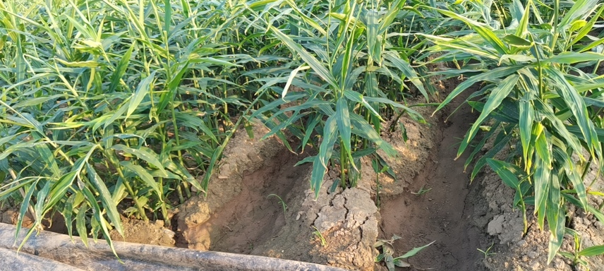 南方生姜田间生长实景图