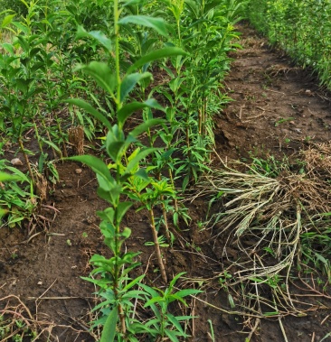 [批发]水果新秀樱桃李 樱桃李苗 种植范围广 丰产个大 汁多脆甜价格