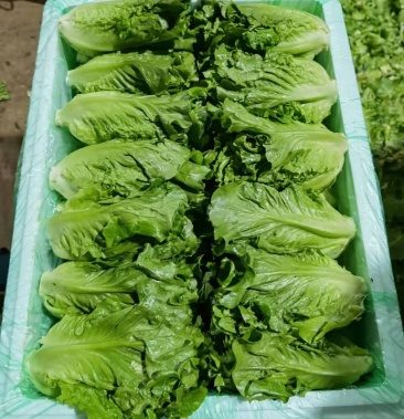 [罗马生菜批发]意大利价格2.00元/斤 - 一亩田