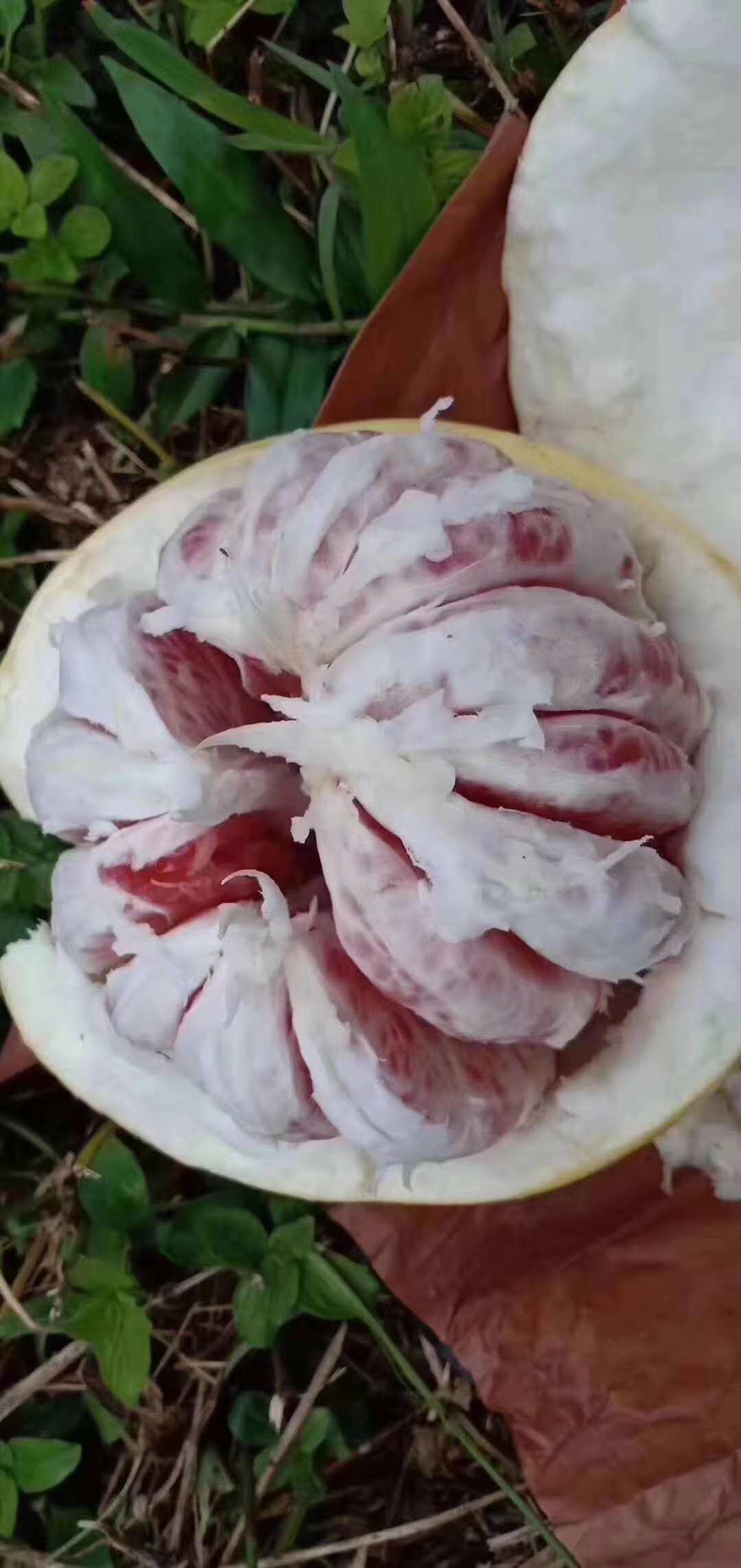 [红心柚批发]产地梅州红柚价格2.50元/斤 - 一亩田