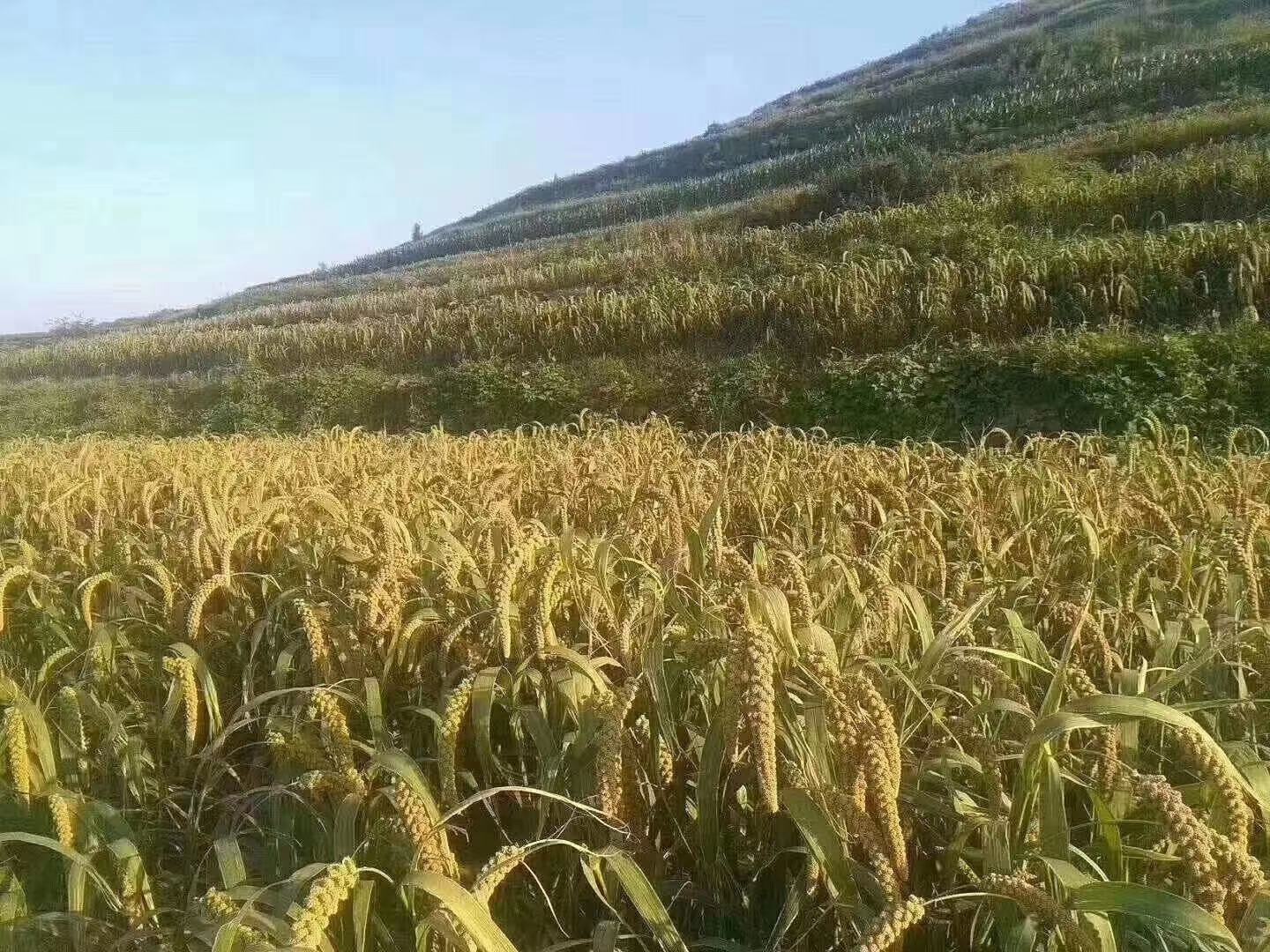 蔚县小米田地