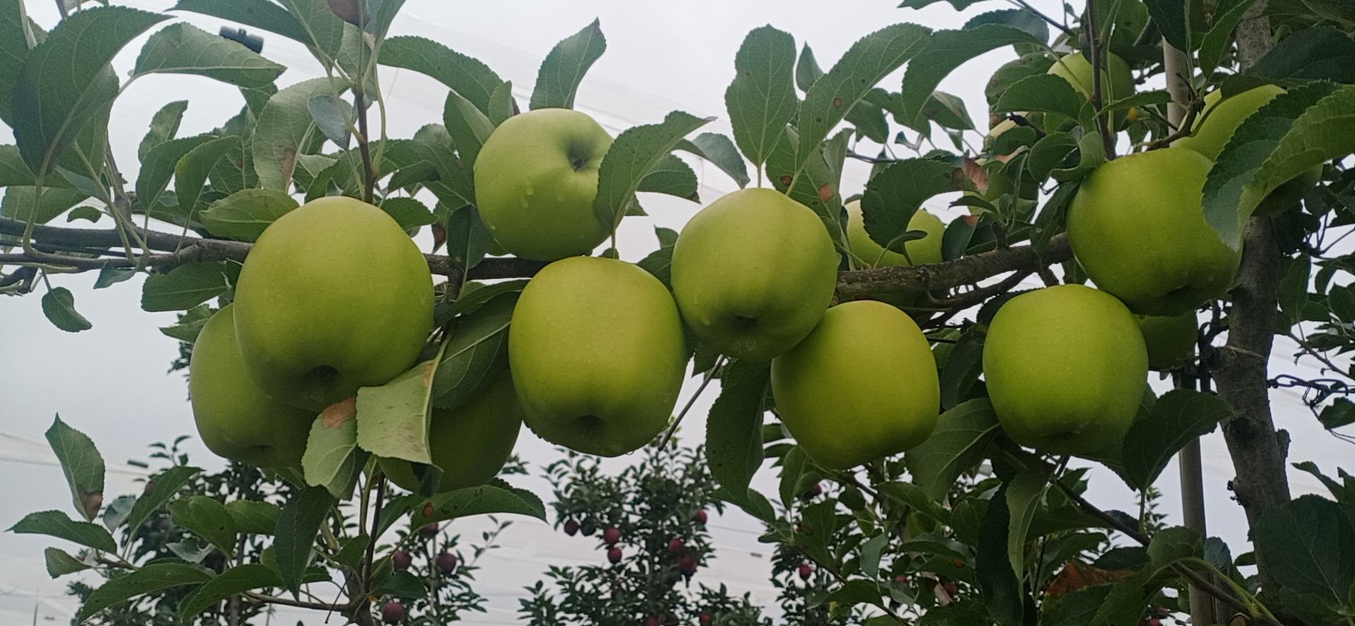 黄元帅苹果果园,果实挂满枝头,金黄诱人 黄元帅苹果果园