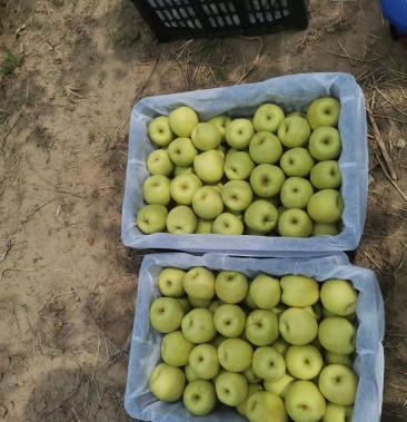 [酥梨批发]山西省原平市同川酥梨价格0.90元/斤 - 一亩田
