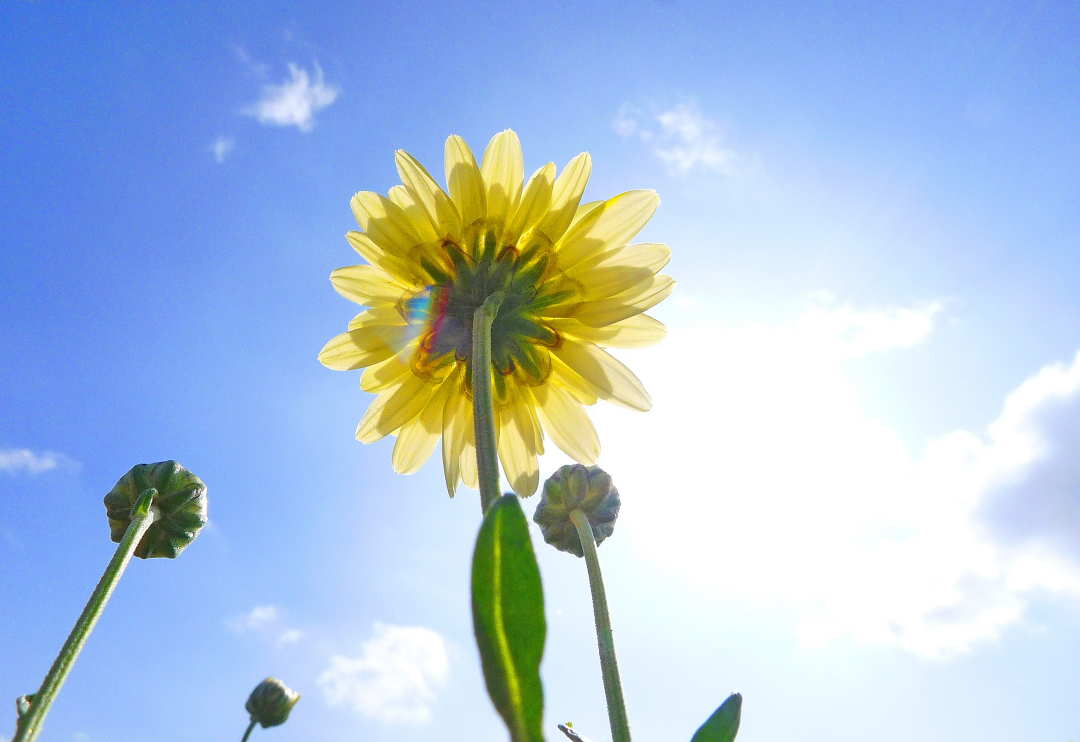 高清晰度饮品摄影,前景为一杯冲泡好的金丝皇菊红茶,菊花完全开放如太阳光芒四射,茶汤清澈透亮呈琥珀金色;背景虚化处理,隐约可见连绵茶山与大片菊花种植基地,象征原产地生态,传达天然、健康、可溯源的产品理念 金丝皇菊红茶成品茶汤展示图,透明玻璃杯盛装,茶汤呈琥珀金色,一朵完全绽放的金丝皇菊悬浮其中,背景为茶园与菊花田融合景观