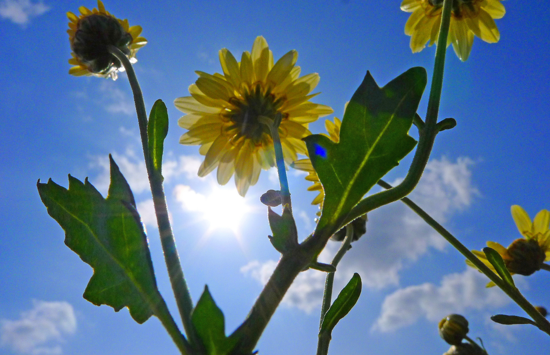 高清微距摄影,左侧为完整展开的金丝皇菊干花,花瓣呈现金黄色丝状结构,层次分明;右侧为条索紧结的红茶茶叶,颜色乌润带金毫,背景为浅色木质茶盘,自然光线下拍摄,突出两种农产品的质感与色泽对比 金丝皇菊干花与红茶茶叶并列摆放的特写照片