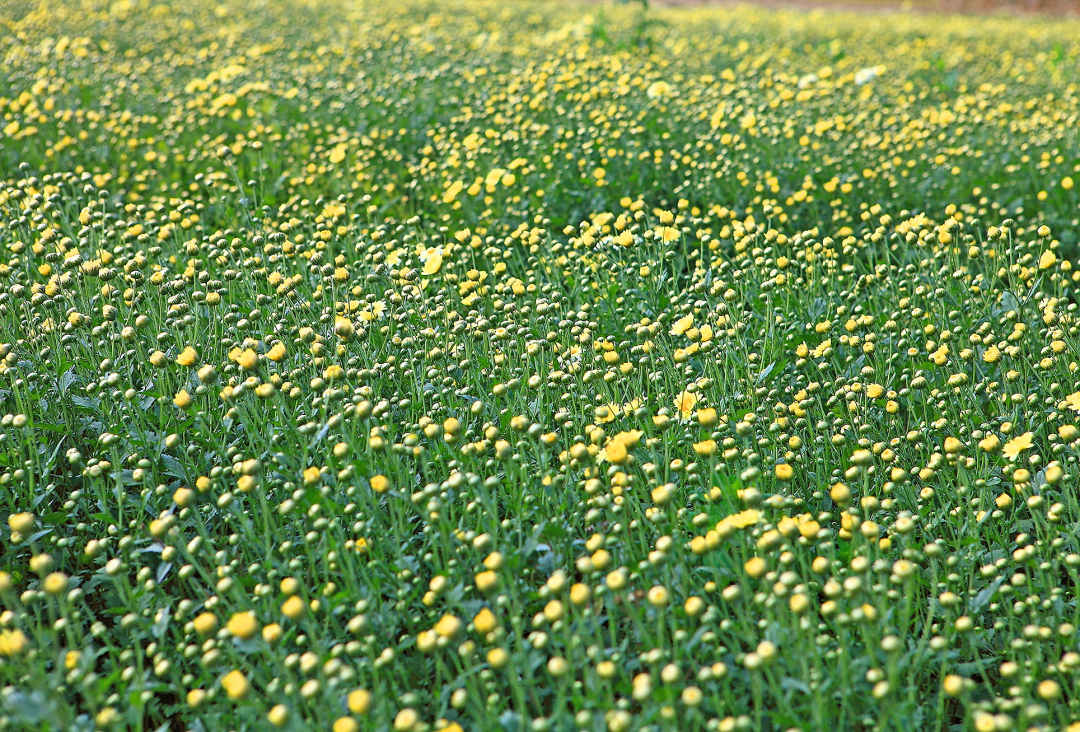 一簇新鲜采摘的杭白菊花蕾,花瓣紧密包裹,呈嫩白色,花心微黄,背景为清晨薄雾中的菊田,露珠晶莹,展现自然生态种植环境 杭白菊花蕾特写