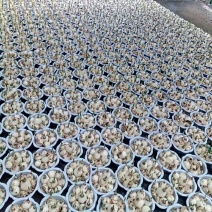 水仙花盆栽绿植冬季年宵花卉酒杯金盏漳州水仙花