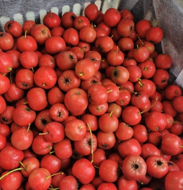 [山楂批发]7月红价格4.50元/斤 - 一亩田