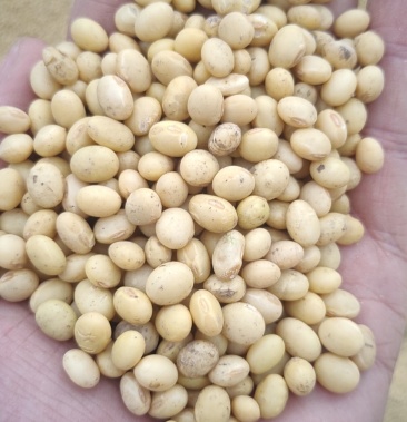 湖北早熟黄豆冀豆537豆等品种蛋白46品质好