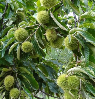 皖西南 大别山深山板栗