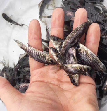 巖原鯉魚苗巖鯉魚苗特種魚苗高檔魚類大量出售了