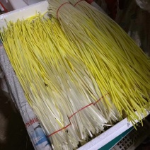 优质蒜黄精品干黄无干叶产地直销一手货源
