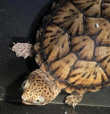 精品巨头蛋龟麝香龟巨头蛋龟202