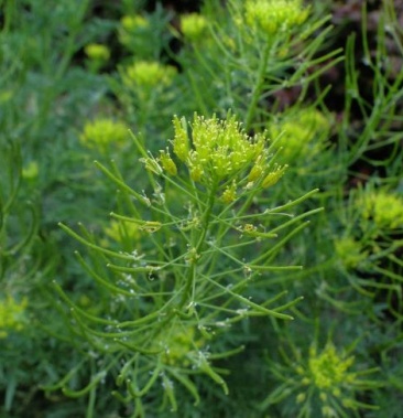 麦蒿种子 中药材 亭力子 葶苈籽 产量高 发芽率高