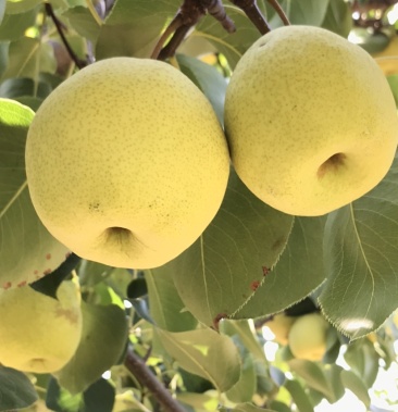 [酥梨批发]山西原平酥梨玉露香雪花梨价格1.20元/斤 - 一亩田