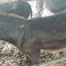 育肥肉驴