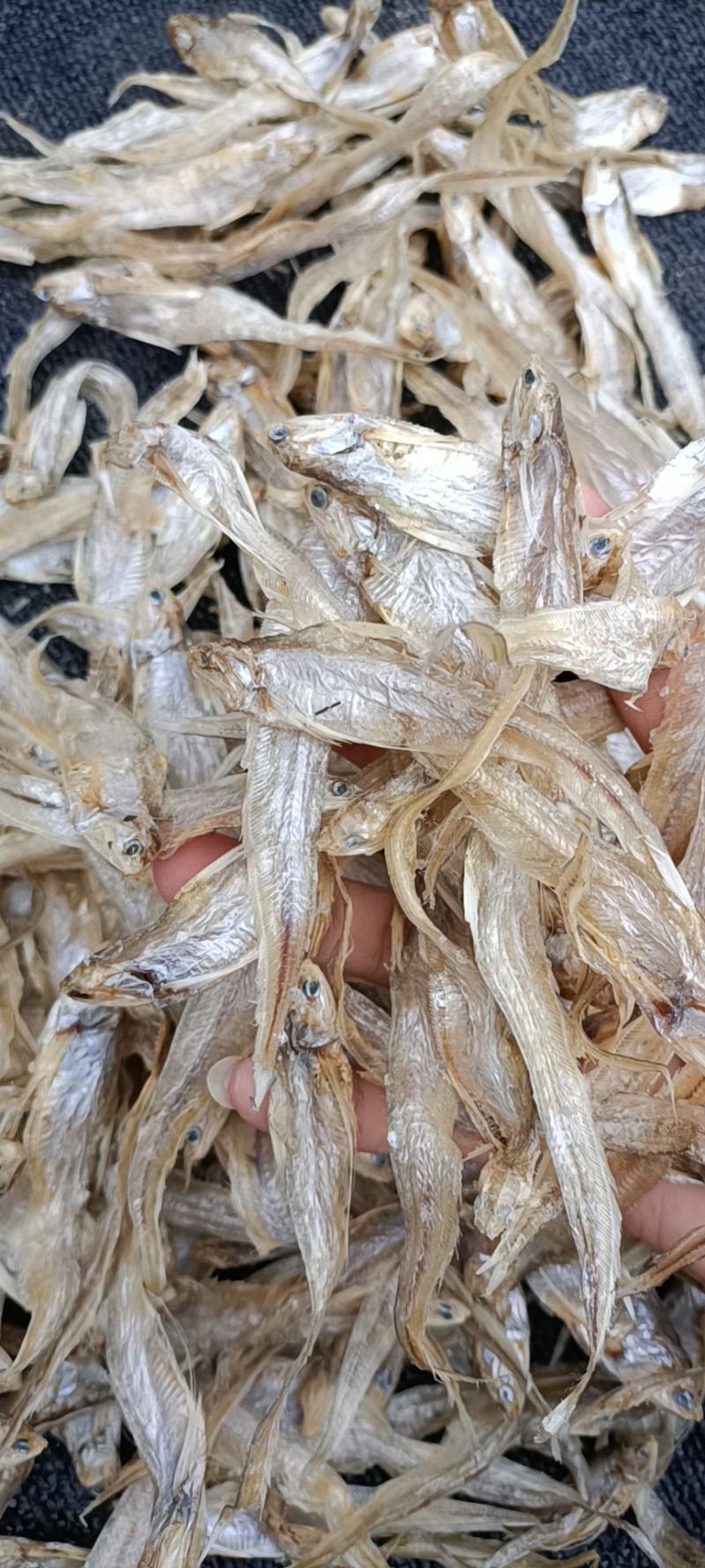 毛花鱼毛鱼学名湖鲚,又称刀鲚,毛毛草鱼,凤尾鱼等.无沙