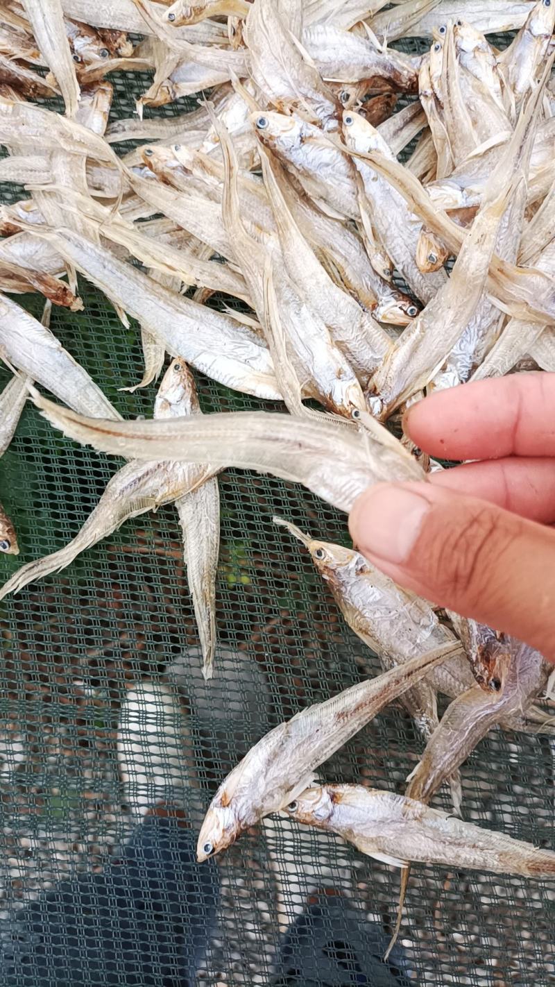 毛花鱼毛鱼学名湖鲚,又称刀鲚,毛毛草鱼,凤尾鱼等.无沙