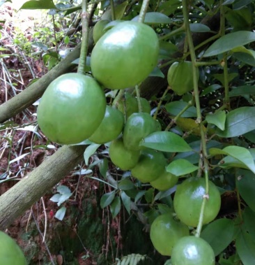 [屈头鸡批发]中药材屈头鸡价格5.00元/斤 - 一亩田