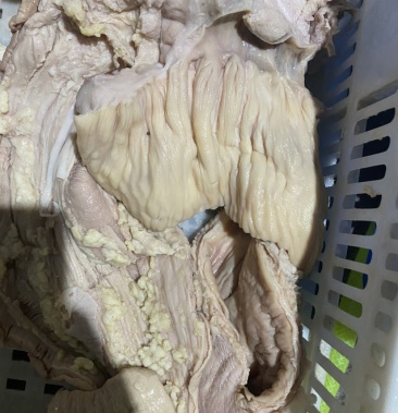 [牛肠批发]牛肠头价格16.00元/公斤 - 一亩田