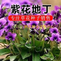 紫花地丁种子多年生耐寒花籽庭院阳台室外四季播地被矮生种籽