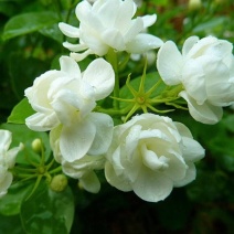 茉莉花种子紫茉莉种子紫茉莉种苗茉莉花种球胭脂花种子