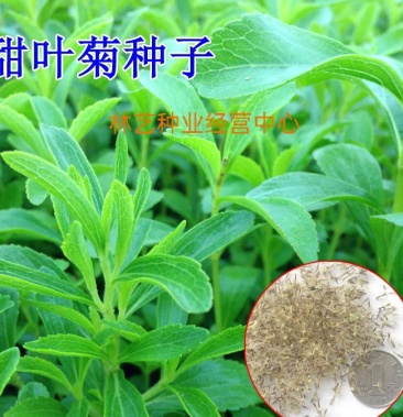 甜叶菊种子甜菊香草种子甜菊叶花草茶 阳台花卉四季播种