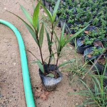 紫花翠芦莉
