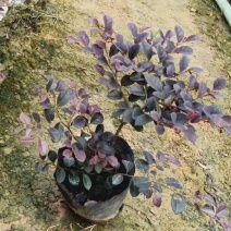 红继木
